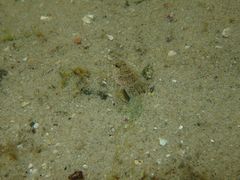 Favonigobius exquisitus