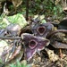 Asarum albomaculatum - Photo (c) leepan, algunos derechos reservados (CC BY-NC), subido por leepan