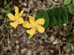 Hypericum connatum