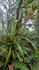 Guzmania sprucei