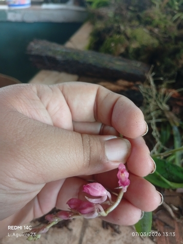 Coral orchid (Rodriguezia lanceolata)