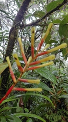 Guzmania sprucei, photograph (c) keesgroenendijk, some rights reserved (CC BY)
