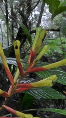 Guzmania sprucei, photograph (c) keesgroenendijk, some rights reserved (CC BY)