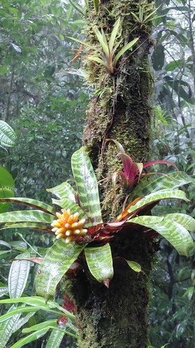 Guzmania musaica, photograph 3