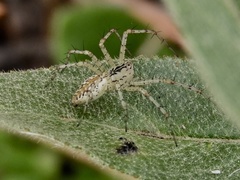Peucetia flava