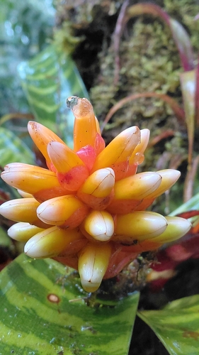 Guzmania musaica, photograph 4