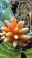 Guzmania musaica, photograph (c) keesgroenendijk, some rights reserved (CC BY)