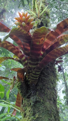 Guzmania musaica, photograph 5