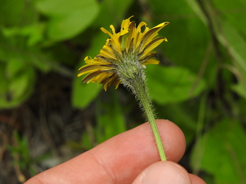 Tuberous Hawkbit (Leontodon tuberosus)