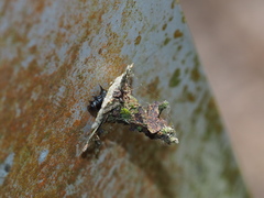 Striglocyrbasia meguae