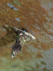 Striglocyrbasia meguae