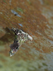 Striglocyrbasia meguae