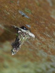 Striglocyrbasia meguae