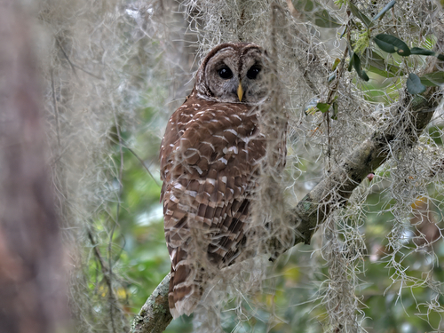 View observation of {o.common_name} on iNaturalist