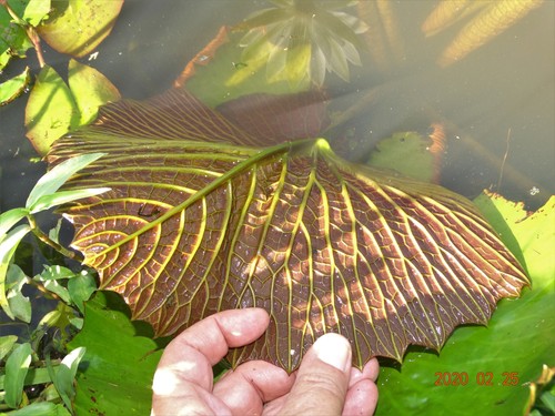 Egyptian white water-lily