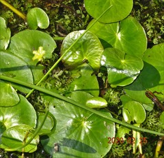 Nymphoides thunbergiana