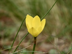 Zephyranthes filifolia