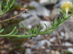 Aster hispidus
