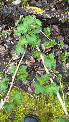 spreading gooseberry (Ribes divaricatum)