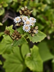 Pericallis echinata, photograph (c) Ben Jobson, some rights reserved (CC BY)