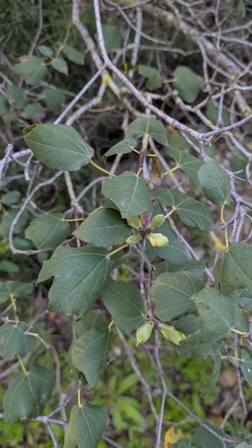 Acer obtusifolium, photograph 4