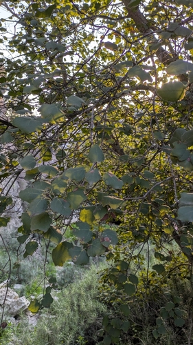 Acer obtusifolium, photograph 5