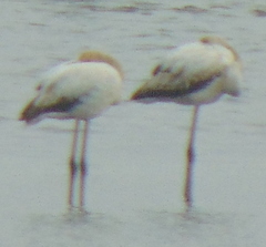 Phoenicopterus roseus