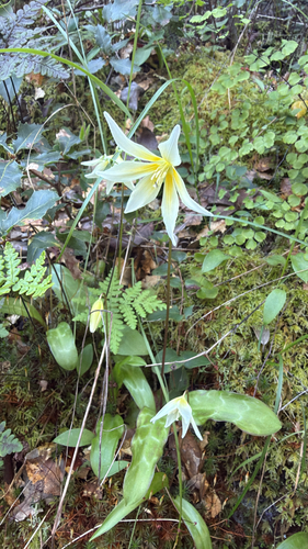 Erythronium californicum, photograph 3