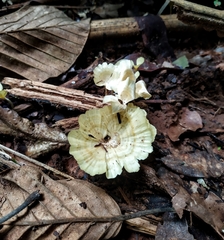Cotylidia aurantiaca