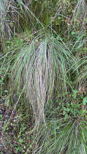 California fescue (Festuca californica)