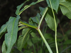 Arisaema heterophyllum