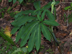 Arisaema heterophyllum