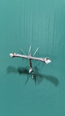 Anstenoptilia