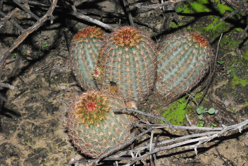 Spiny Hedgehog Cactus