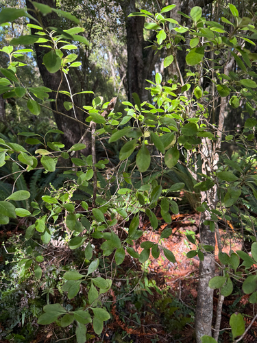 Coprosma foetidissima observed 2026-02-24