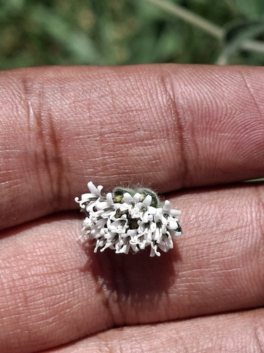 Lagascea mollis, photograph 4