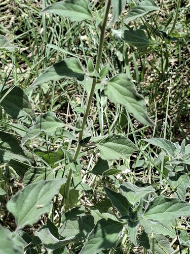 Lagascea mollis, photograph 5