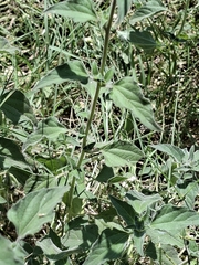 Lagascea mollis, photograph author not stated, no rights reserved