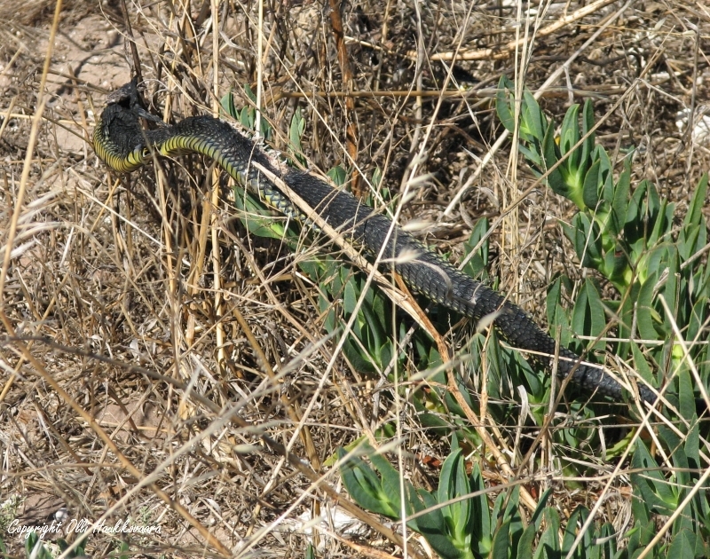 Species image