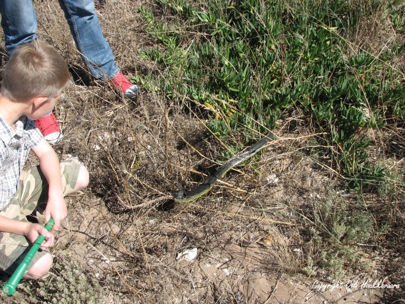 Species image