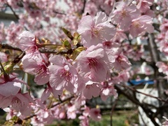 Prunus