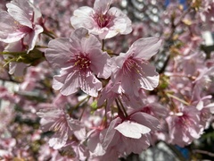 Prunus