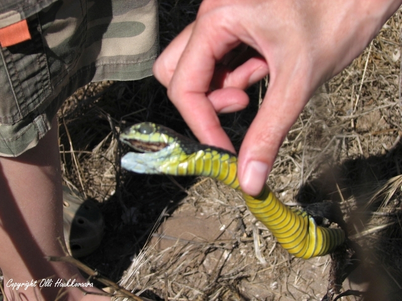 Species image