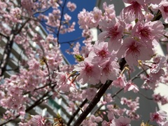Prunus