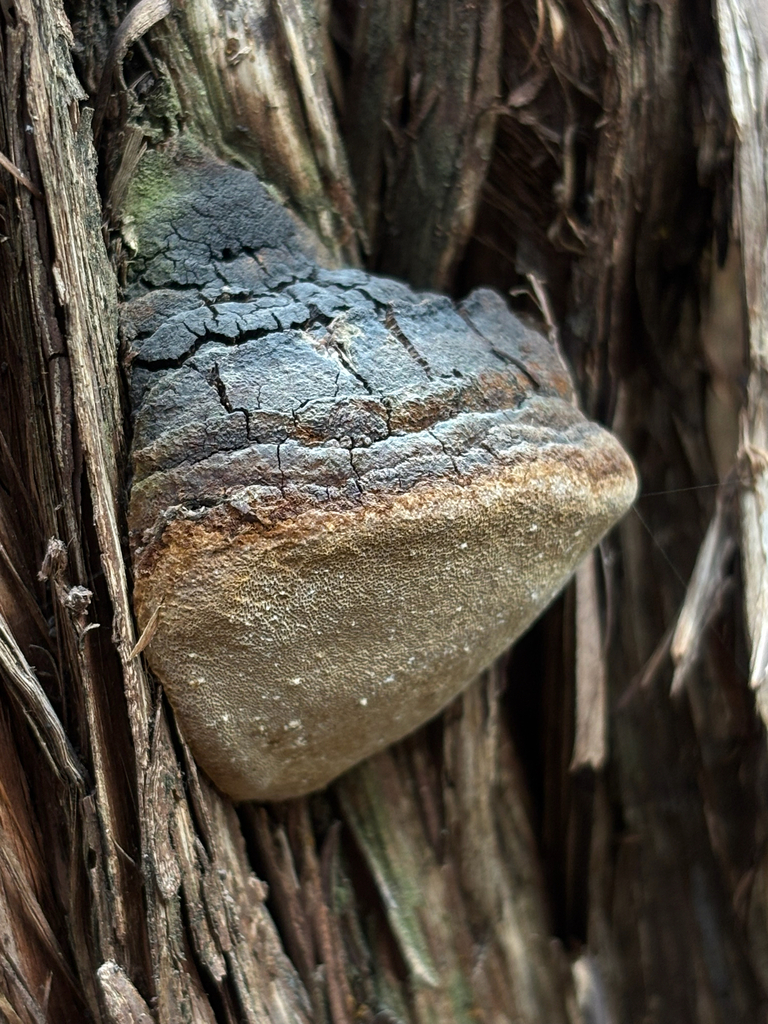 Pyrofomes juniperinus · March 2026 · photo: © tentoedsloth (iNaturalist, cc-by)