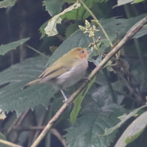 iNaturalist image