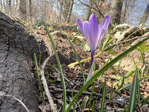 Crocus vernus