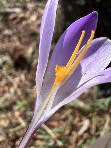 Crocus vernus