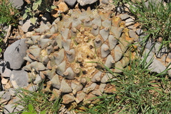 Ariocarpus retusus retusus