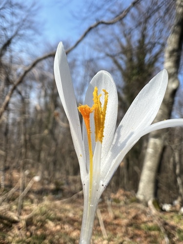 Crocus vernus